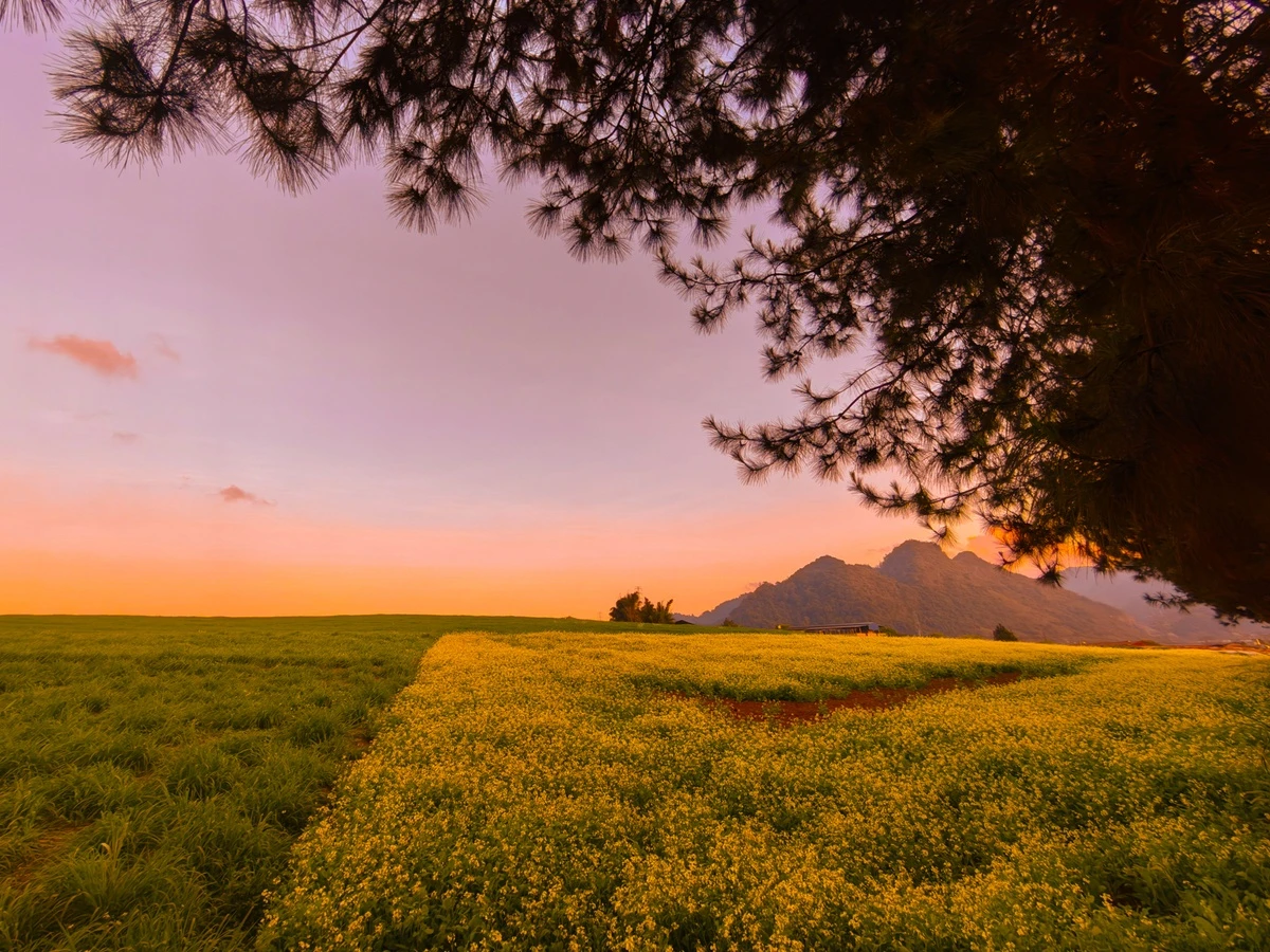 Bên cạnh những đồi hoa mận, du khách có thể ghé thăm Nông trường Mộc Châu, nơi có đồng hoa cải vàng đang nở rộ.