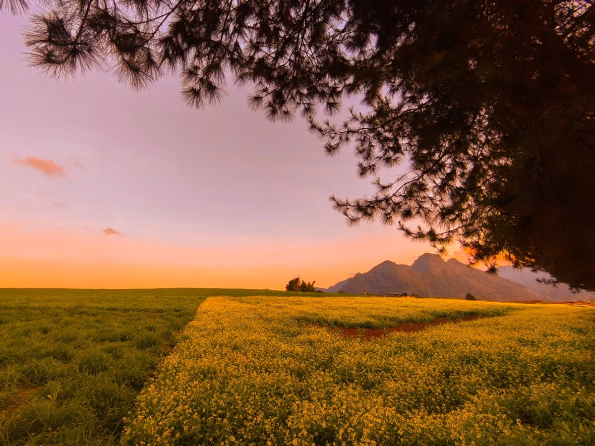 Bên cạnh những đồi hoa mận, du khách có thể ghé thăm Nông trường Mộc Châu, nơi có đồng hoa cải vàng đang nở rộ.