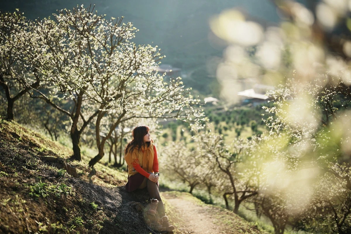 Từ đầu tháng 1 đến tháng 2 là thời điểm hoa mận Mộc Châu nở rộ. Những bông hoa trắng muốt, rực sáng dưới ánh mặt trời tạo nên cảnh sắc ấn tượng, hấp dẫn du khách.