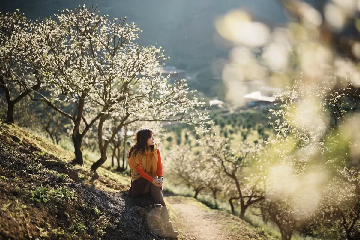 Từ đầu tháng 1 đến tháng 2 là thời điểm hoa mận Mộc Châu nở rộ. Những bông hoa trắng muốt, rực sáng dưới ánh mặt trời tạo nên cảnh sắc ấn tượng, hấp dẫn du khách.