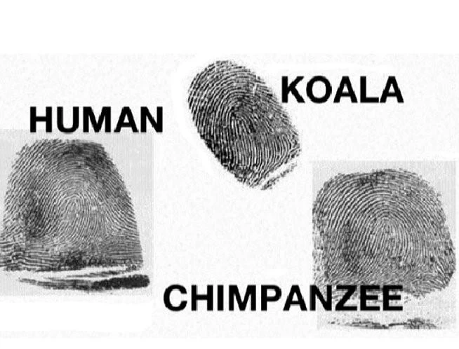 Nhieu dieu bi an ve dau van tay cua con nguoi-Hinh-3