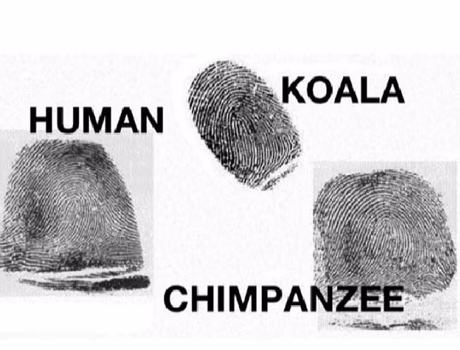 Nhieu dieu bi an ve dau van tay cua con nguoi-Hinh-3