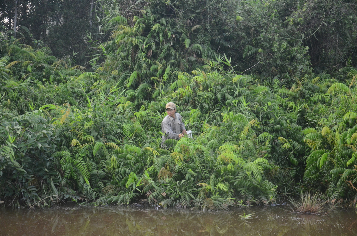 Theo kinh nghiệm của mình để hái được rau choại ngon cần phải đi sâu vào rừng, cập những con mương dẫn nước rau thường mọc rất tốt.