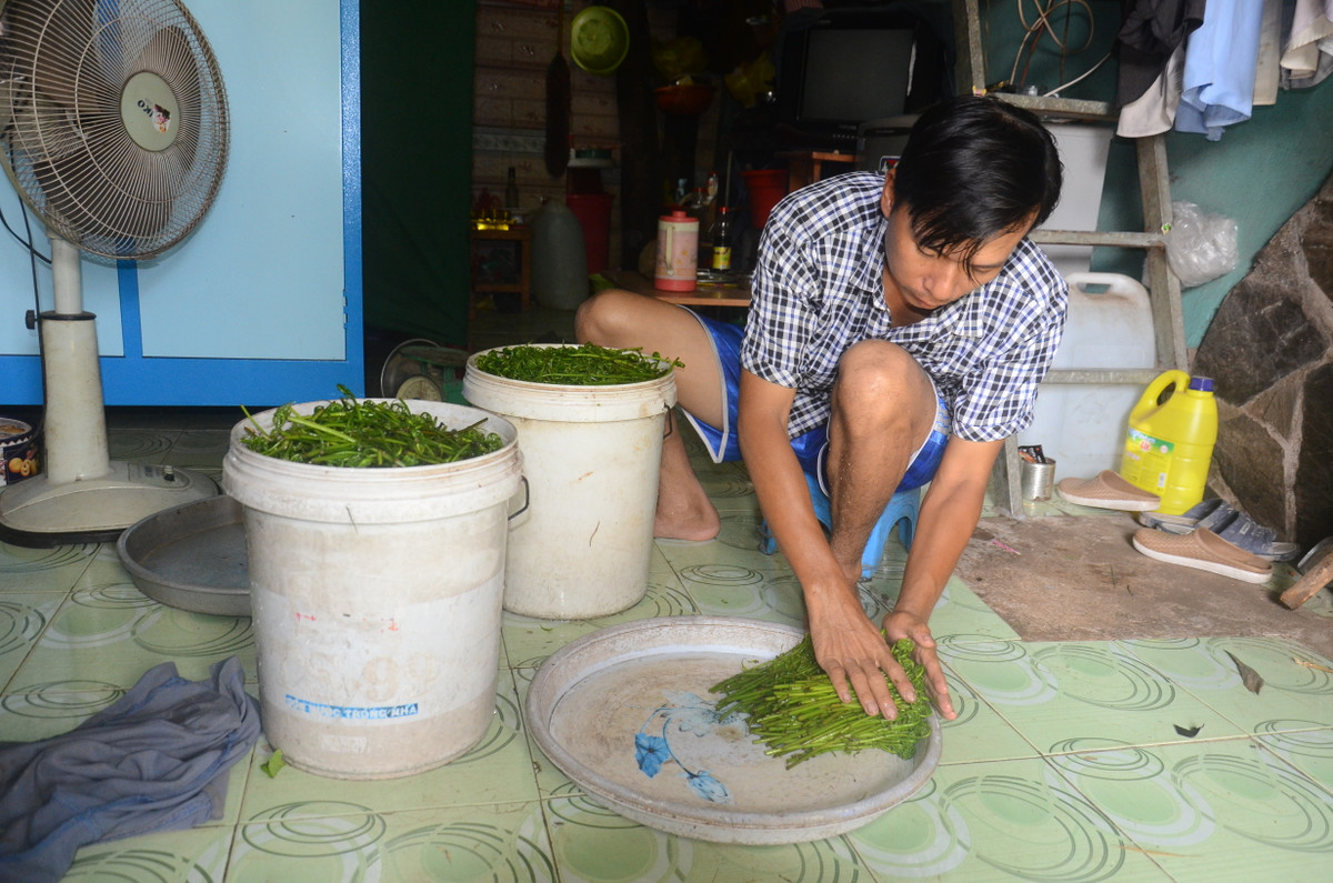 Anh Hùng và những người nông dân ngoại thành Sài Gòn vẫn tiếp tục mưu sinh nhờ những cánh rừng, những dọt choại nhỏ bé, tầm thường nhưng lại giúp cho cuộc sống của nhiều người.