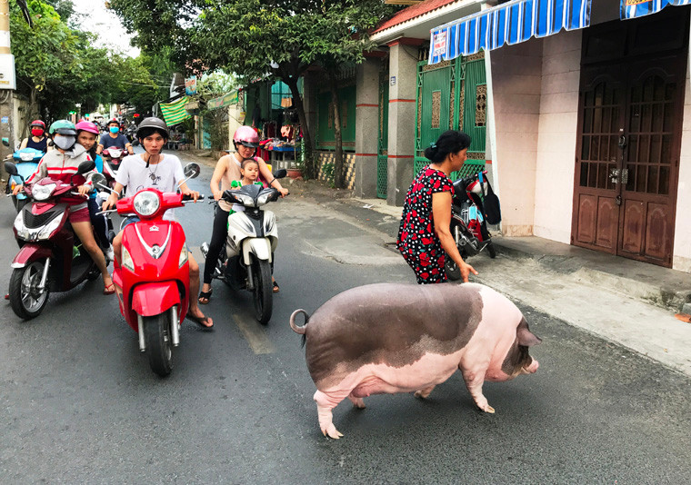 Tet Ky Hoi 2019, gap “nang heo” dac biet nhat Viet Nam-Hinh-5