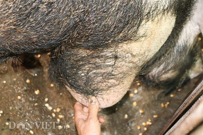 Với kích thước cực khủng, 2 bên đôi chân trước của lợn rừng đã phát triển thành bộ yếm săn chắc.