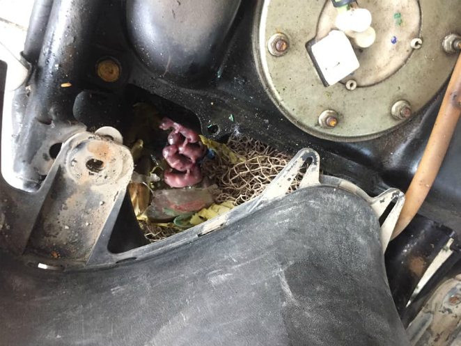 Chuot de con nhung nhuc trong xe ga Honda LEAD