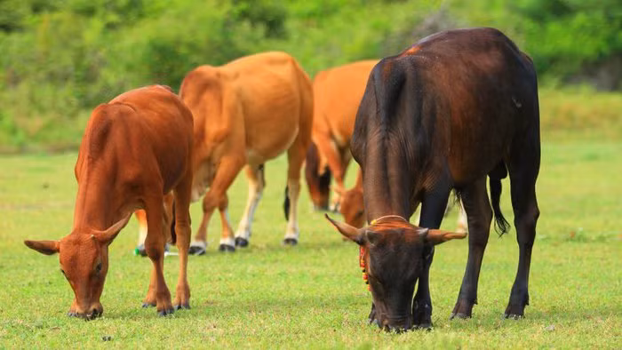 Nhung hanh vi ky la cua dong vat khoa hoc chua giai thich duoc