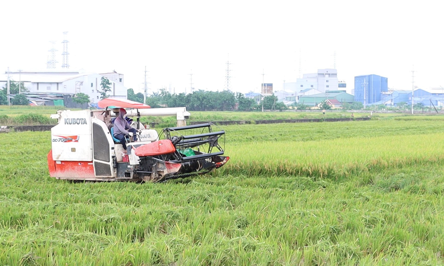 Ha Noi phat trien nong nghiep do thi, huong toi kinh te xanh-Hinh-2