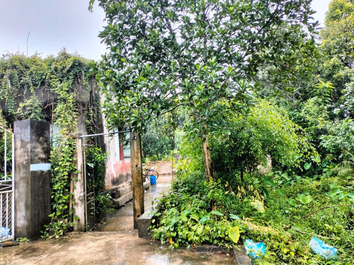 Thi the cu ba 95 tuoi chon trong vuon: Nguoi con trai khai gi?