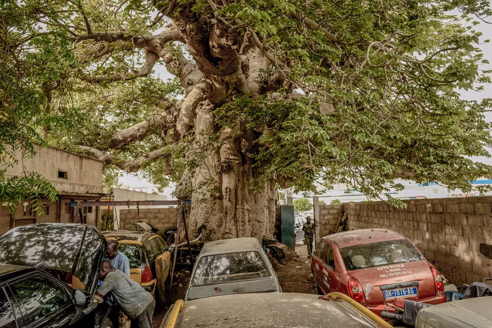 Tại thành phố Dakar bận rộn ở đất nước Tây Phi Senegal, không người dân nào cảm thấy xa lạ với những cây bao báp to, hình thù đồ sộ sừng sững lẫn trong khung cảnh thành phố. Tài xế taxi rửa xe ngay bên dưới tán cây khổng lồ gần đường cao tốc. Những chiếc xe rỉ sét với mui xe mở nằm tại cửa hàng sửa chữa gần một cây khác. Trong lúc đó, thân cây trở thành bảng thông báo của người dân địa phương, dán đầy những quảng cáo tuyển thợ máy và cho thuê căn hộ.