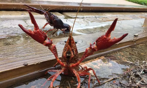 Tom hum dat o at xam chiem san nha sau sieu bao