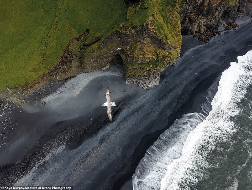 Một con chim bay qua bãi biển cát đen ở Iceland, quốc gia có hơn 100 ngọn núi lửa. Kaya Murphy, tác giả bức ảnh, cho biết một số bãi biển xuất hiện cát đen do dung nham bị nghiền thành cát mịn tạo thành. Khi cô quyết định bấm máy, một con chim biển đột nhiên bay qua ống kính camera.