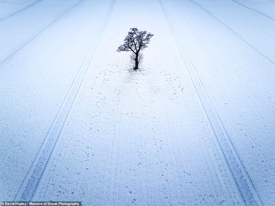 Nhiếp ảnh gia David Hopley chụp cái cây đơn độc giữa cánh đồng rộng lớn ở miền bắc nước Anh, nơi ông sinh sống, trong một buổi chiều lạnh lẽo của mùa đông. Nhiệt độ thấp khiến máy tính bảng của Hopley không hoạt động và ông làm mất dữ liệu kết nối với fly cam. Tuy nhiên, ông vẫn còn có thể kiểm soát thiết bị bay thông qua bộ điều khiển và đưa fly cam trở lại an toàn.