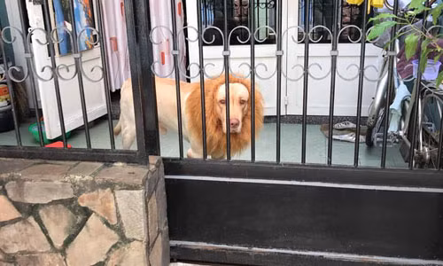 Co chu deo bom cho chu cho hoa thanh chua son lam