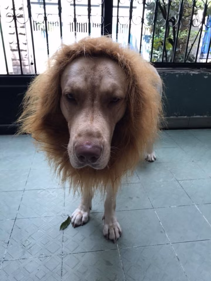 Co chu deo bom cho chu cho hoa thanh chua son lam-Hinh-2