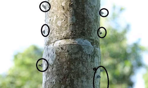 Rung minh chuyen cam dao lam, cam chong, dan bua chong trom cau