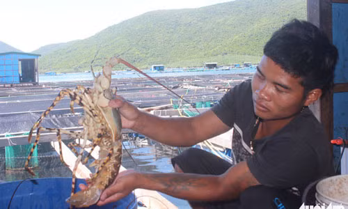 “Thu phu tom hum” lai lao dao