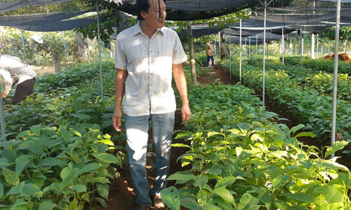 Mot cay doi doi ca...cay vang: Nhieu nha vuon “chay” giong