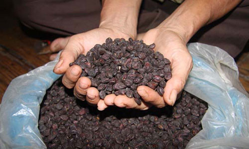 Mot cay doi doi ca...cay vang: Nhieu nha vuon “chay” giong-Hinh-2