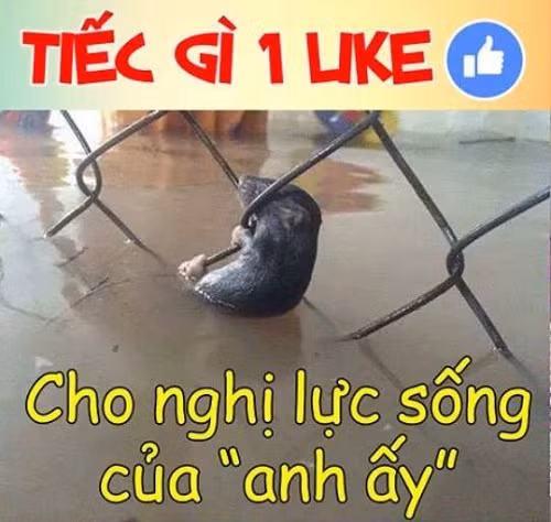 Đôi khi những thứ đời thường nhất khi lên ảnh lại trở thành thứ... chết cười nhất. Ảnh: VozF17/F33.