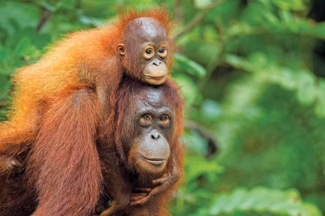 Các loại linh trưởng như vượn, tinh tinh và khỉ có cách thể hiện tình cảm của mình giống hệt với con người. Ảnh: Brightside.