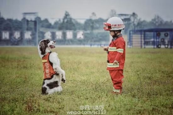 Những chú chó này được tuyển chọn kỹ càng và cực kỳ thông minh nên chúng có thể hiểu được tất cả những hiệu lệnh của cậu nhóc 4 tuổi. Ảnh: Weibo.