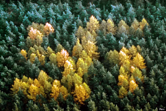 Một đoạn video được đăng tải lên internet cho thấy, một biểu tượng được xếp từ những cây màu vàng giữa rừng cây xanh. Chính phủ Đức đã tuyên bố họ sẽ xóa bỏ tất cả những tàn dư từ thời Hitler và khu rừng này cũng không là ngoại lệ. Ảnh: Rex.