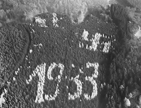 Một bức ảnh về biểu tượng Đức quốc xã được trồng trong một rừng cây với những loại cây có màu lá khác biệt tạo nên màn "xếp hình" cực độc đáo. Ảnh: AR15.