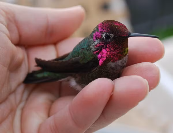 Chim ruồi ong, với trọng lượng chỉ khoảng 40g khi trưởng thành được coi là loài chim bé nhất thế giới. Đây cũng là loài chim có khả năng vỗ cánh nhanh nhất thế giới với 80 nhịp vỗ cánh mỗi giây. Ảnh: OD.