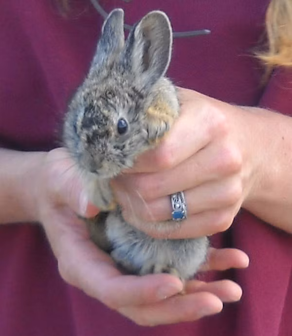 Thỏ Colombia là giống thỏ nhỏ nhất thế giới với kích thước vừa gọn trong lòng bàn tay và nặng khoảng 150 đến 200g. Đây là loài động vật đang nằm trong sách đỏ và hiện chỉ có khoảng 1.000 cá thể còn tồn tại trong môi trường tự nhiên. Ảnh: OD.