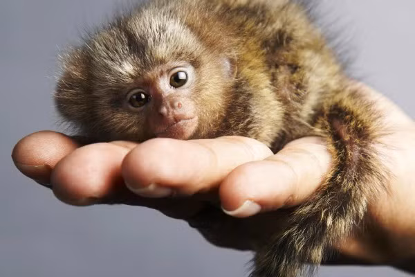 Khỉ lùn là loài động vật có xương sống nhỏ nhất thế giới với kích thước vừa vặn trong lòng bàn tay và chỉ nặng khoảng 100g khi trưởng thành. Ảnh: OD.