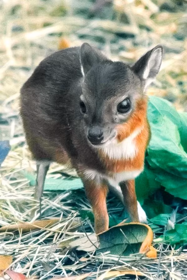 Chỉ nặng khoảng 8kg khi trưởng thành và có chiều cao 45cm, đây là loài linh dương nhỏ nhất thế giới. Mặc dù "chân ngắn" như vậy nhưng chúng lại có thể nhảy xa tới 2m khi gặp nguy hiểm. Ảnh: OD.