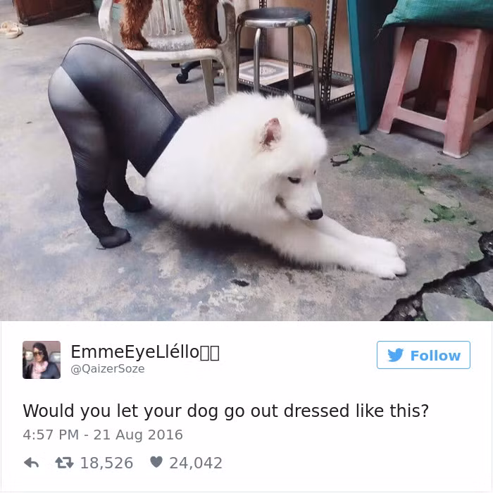 Chú chó cực đáng yêu mặc quần tất của cô chủ trông cực kỳ quyến rũ. Ảnh: Bored.