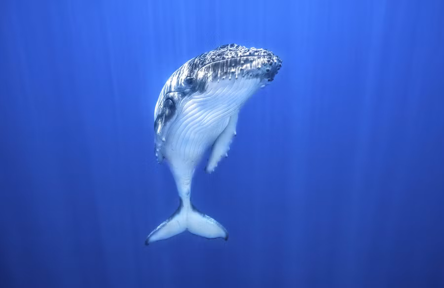 Những bức ảnh đạt giải có thể bán cho các kênh truyền hình, các tạp chí về thiên nhiên với giá rất cao. Ảnh: Theatlantic.