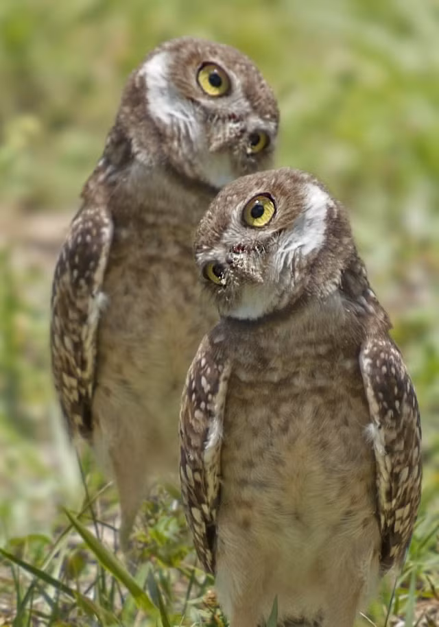 Nhưng dáng vẻ và biểu cảm lại trông như chọc tức người khác. Ảnh: Brightside.