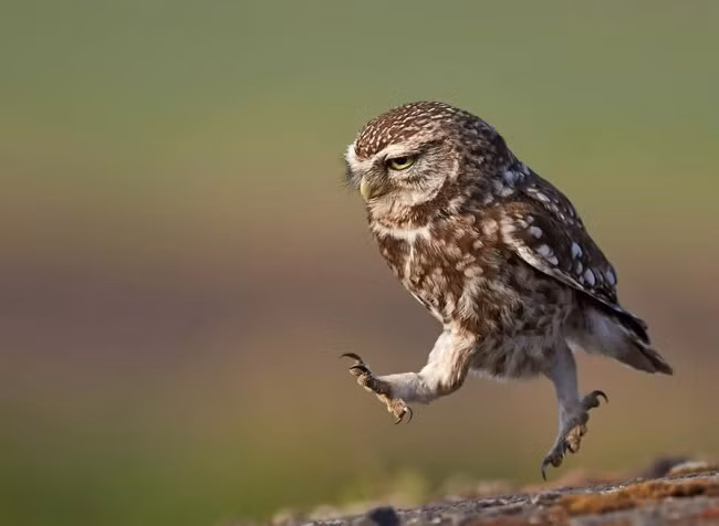 Bạn có thể nuôi chúng trong nhà và tha hồ có những tràng cười vỡ bụng vì vẻ ngoài cực ngây ngô và ngố của chúng. Ảnh: Brightside.