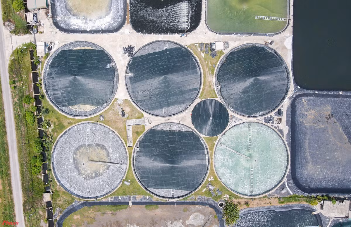 Nuôi tôm mùa đông, “Lão khùng” thành tỉ phú - Hình 3 Nuoi tom mua dong, “Lao khung” thanh ti phu-Hinh-3