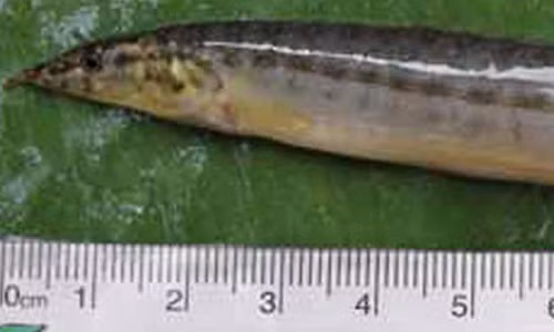 Suyt chet vi nuot luon song bi mat ket trong co hong