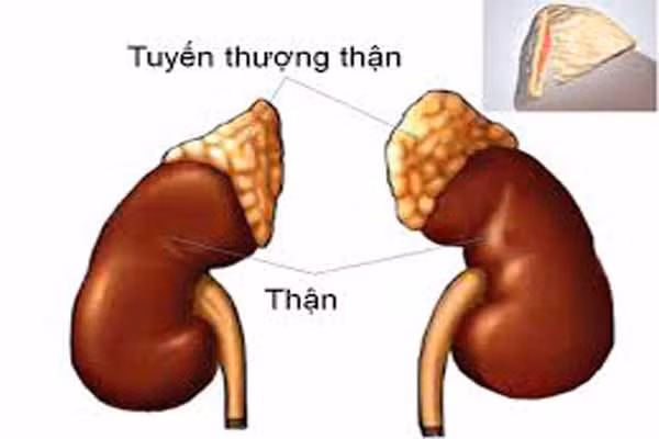 Thận. Bắt đầu lão hóa ở 50. Số lượng các đơn vị lọc (nephron) chất thải ra khỏi máu bắt đầu giảm ở tuổi trung niên. So với tuổi 30, thận của 1 người 70 sẽ chỉ lọc được một nửa lượng máu.