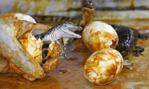 Trứng cá sấu sống, Australia. Đây là món ăn sáng chủ chốt trong thực đơn của thổ dân Australia. Món trứng này có vị mặn và ăn giống như cá.