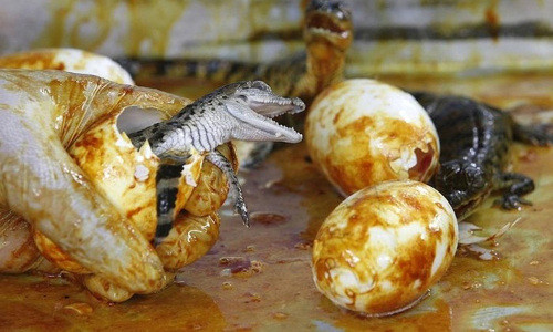 Trứng cá sấu sống, Australia. Đây là món ăn sáng chủ chốt trong thực đơn của thổ dân Australia. Món trứng này có vị mặn và ăn giống như cá.