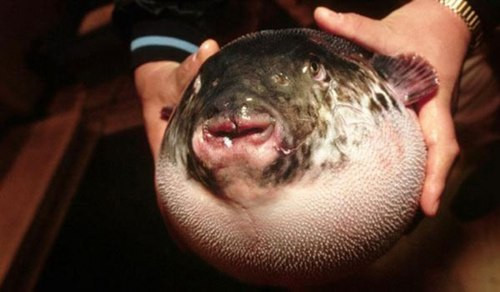 Cá nóc Nhật Bản. Cá nóc hay Fugu là loài cá chứa trong mình chất cực độc Tetrodotoxin. Chất độc này có thể giết chết con người chỉ với liều lượng 2 - 3 mg. Khi ăn sống, chất độc này làm cho hệ thống thần kinh trung ương dần dần tắt. Do đó, muốn ăn món này phải được chuẩn bị đúng cách. Ảnh: xuatkhaulaodong
