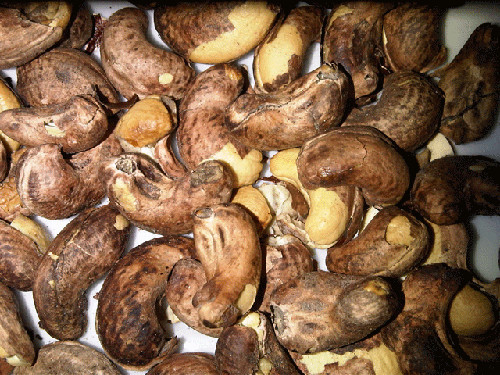 Hạt điều thô chưa qua xử lý có chứa chất urushiol nguy hiểm. Do đó nếu ăn nhiều hạt điều thô, bạn có thể tử vong. Những hạt điều ở siêu thị đã được hấp để loại bỏ chất urushiol. Ảnh: chonongsan