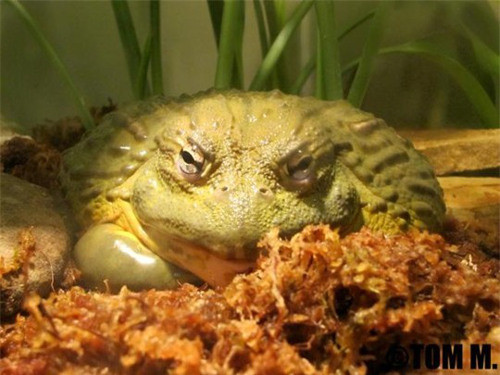 Ếch bullfrog khổng lồ, Namibia. Đặc sản của một số vùng đất châu Phi như Namibia này lại chứa một loạt các chất có thể gây chết người. Nếu ăn chúng vào những thời điểm không phù hợp trong năm, hoặc trước khi chúng đến mùa giao phối, thì chất độc từ cơ thể của ếch có thể khiến người ta suy thận, dẫn đến tử vong. Ảnh: phongcachmoingay