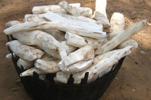 Yuca ở Caribe. Loại khoai mỳ (sắn) phổ biến ở Caribe này có thể chế biến nhiều món ăn rất ngon. Tuy nhiên, bạn không nên ăn sắn khi không biết rõ cách chế biến vì những món ăn hấp dẫn từ sắn có thể khiến bạn tử vong do ngộ độc xyanua. Ảnh: tinmung