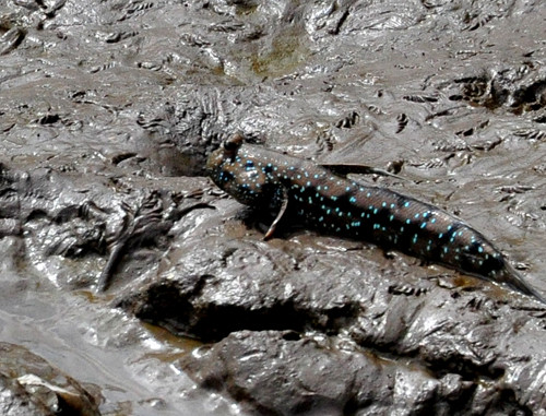 Cá thòi lòi. Loài cá kỳ lạ nhất hành tinh ở Cà Mau này được người dân chế biến thành món nhậu đặc biệt thơm ngon. Cá này cá có màu lẫn với màu bùn đất, trườn mình lủi rất nhanh. Ảnh: hoinongdan