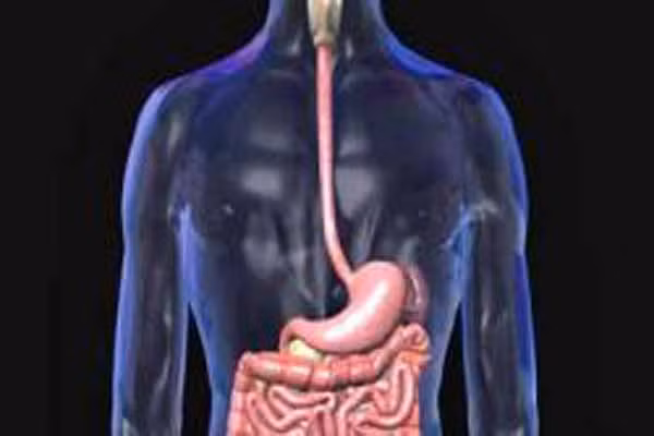  Ruột non có chiều dài gấp 4 lần chiều cao của một người trưởng thành. Nếu ruột non không bị quấn lại mà được kéo dài hết cỡ thì nó sẽ dài khoảng 5,5m cho đến 7m. Nếu như vậy thì bụng chúng ta sẽ không chứa được chiều dài “kinh khủng” này. 