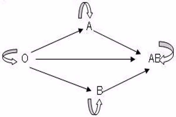 Người thuộc nhóm máu AB mặc dù tỉ lệ mắc bệnh ung thư và các cơn đột quỵ thấp, nhưng tỉ lệ mắc bệnh tim mạch vành, nhồi máu cơ tim tương đối cao. Đặc biệt, XX thuộc nhóm máu AB dễ bị ung thư cổ tử cung.