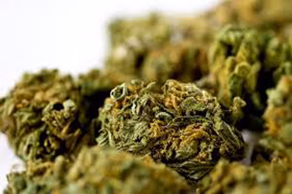  Năm 2014 vừa qua, các tiểu Bang ở nước Mỹ đã ban bố tình trạng y tế khẩn cấp khi liên tiếp xảy ra những ca ngộ độ spice ở liều lượng cao. Độc tính của loại ma túy tổng hợp này có thể phá hủy nhanh chóng gan và thận thậm chí tử vong ngay tại chỗ vì dùng liều lượng quá nhiều. 